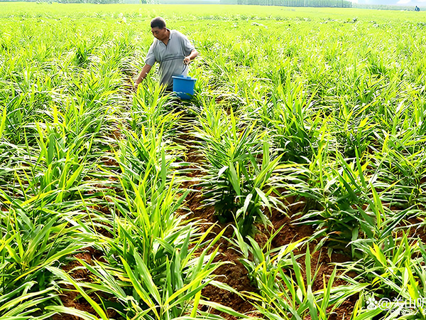 How to choose NPK compound fertilizer for corn fields