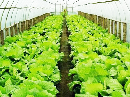  Advantages of Chinese compound fertilizer manufacturers 
