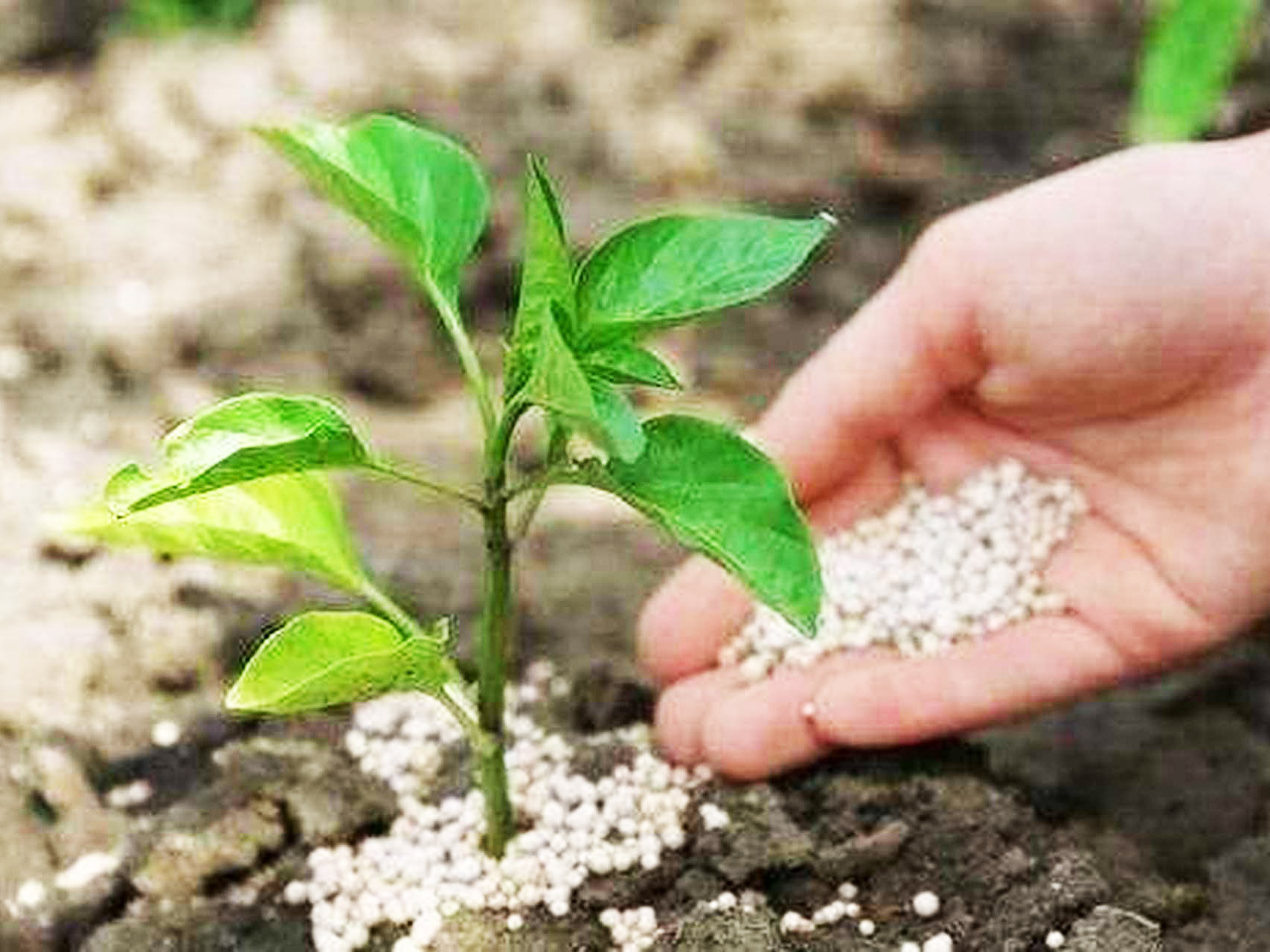 A Brief Discussion on The Comparison between Water Soluble Fertilizer And Nitrogen Phosphorus Potassium Mixed Compound Fertilizer - Green Wang Ecological Fertilizer, A Chinese Compound Fertilizer Manu